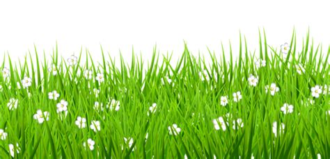 Transparent Grass with White Flowers Clipart | Grass background, Grass ...