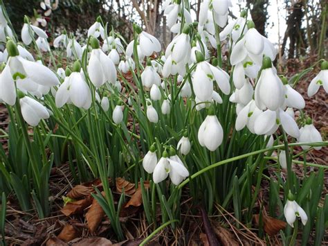 Snowdrop varieties worth growing in your garden