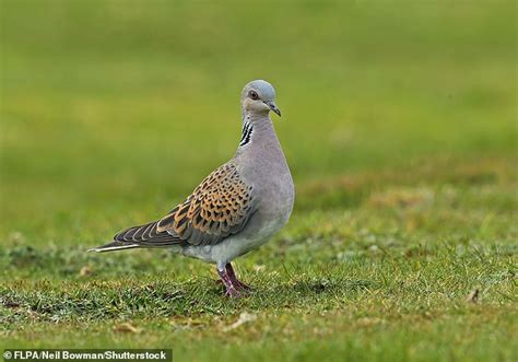 Turtle doves on the brink of extinction over lack of seeds in summer - Big World Tale