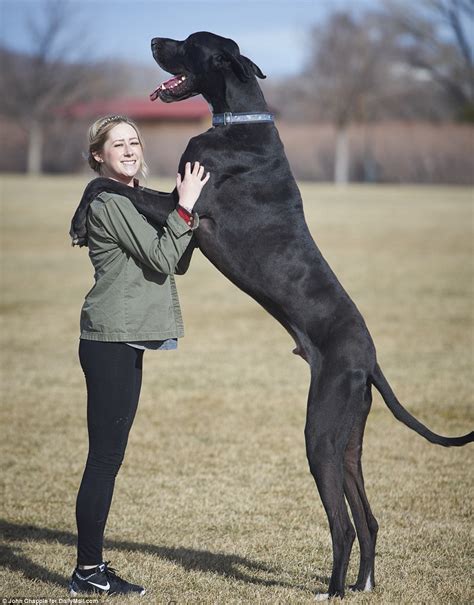 Rocko the 167lb Great Dane is vying for the title of the world's ...