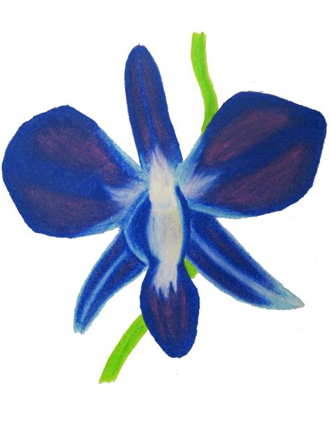 Blue Orchid by Arty-Kyn on DeviantArt