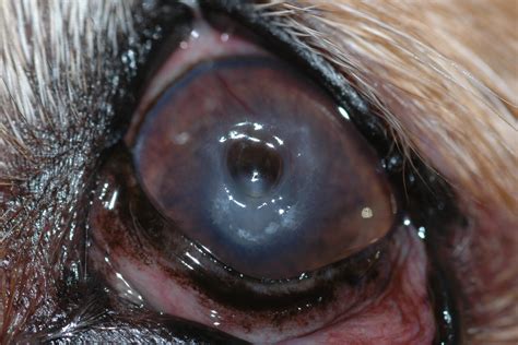 Corneal Calcific Degeneration: Calcium Deposits in Your Dog's Eyes - Ethos Veterinary Health