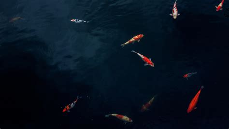 water fish koi and pond 4k HD Wallpaper