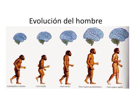 Calaméo - Evolución Del Hombre Diapositivas