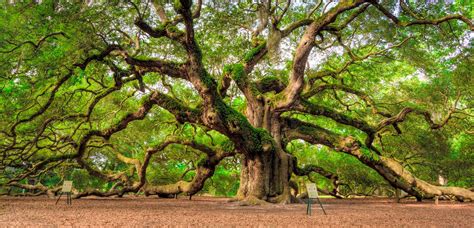 Angel Oak Johns Island (#1885925) - HD Wallpaper & Backgrounds Download