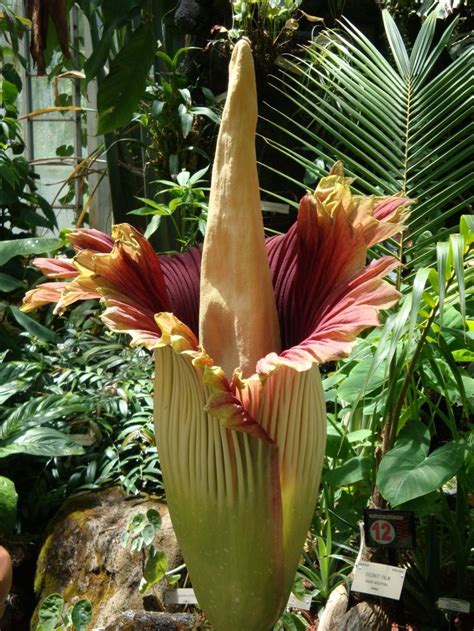 The World’s Largest Flower: The Titan Arum is native to the central Sumatran rainforests . The ...