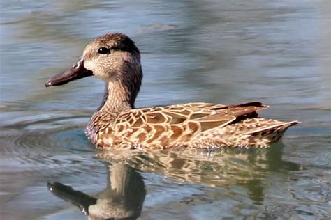 Blue-winged-Teal-female-swimming-Cayuga-Co-NY-21Apr13-kjm_9226-030_ac | Bird Academy • The ...