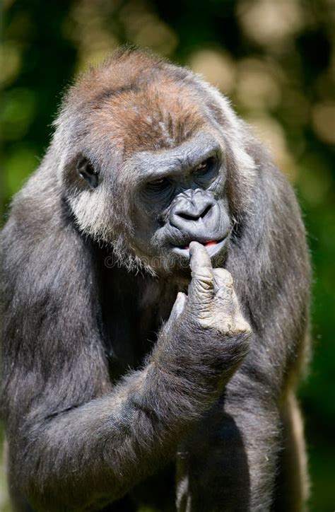 1,089 Thinking Gorilla Stock Photos - Free & Royalty-Free Stock Photos ...