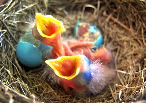 Baby Birds Hatching | Smithsonian Photo Contest | Smithsonian Magazine