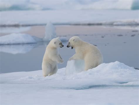 Two Polar Bear cubs play with a block of ice - Graham Boulnois