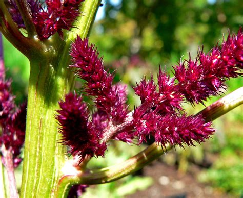 Amaranthus An Ornamental Flower