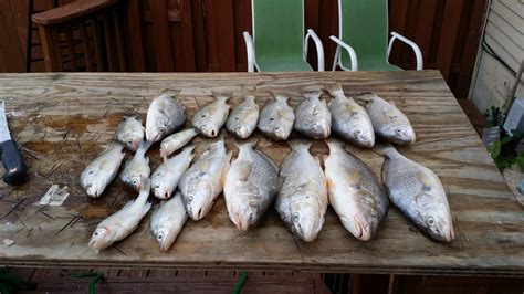 Croaker and Spot | Croaker, Spot, Courtesy of Elvin Philip | Maryland Fisheries Service DNR | Flickr