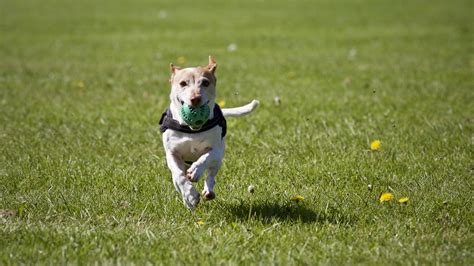 How to Teach a Dog to Fetch? | Our Fit Pets