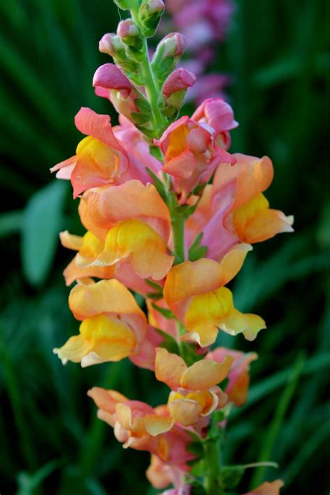 Snapdragon | Snapdragon flowers, Snapdragons, Flower arrangements