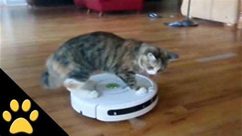 Roomba Cats: Compilation | ADEW Pets Centre