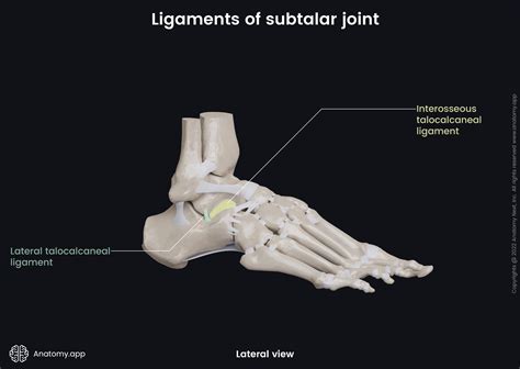 Subtalar joint | Encyclopedia | Anatomy.app | Learn anatomy | 3D models ...