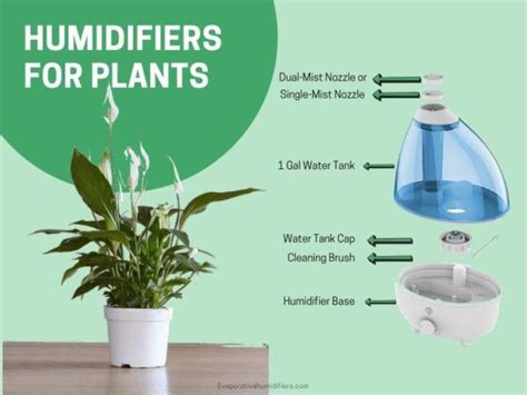 5 Best Humidifiers For Plants and Indoor Garden (Buying Guide)