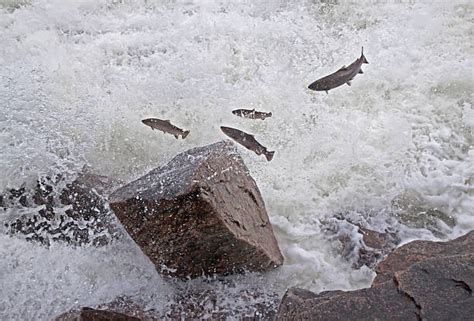 1,000+ Salmon Jumping Fish Waterfall Stock Photos, Pictures & Royalty-Free Images - iStock