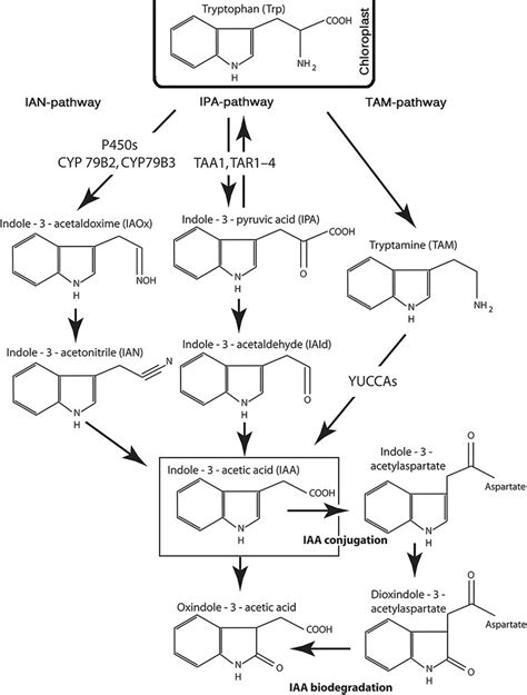 Auxin Biosynthesis Pathway