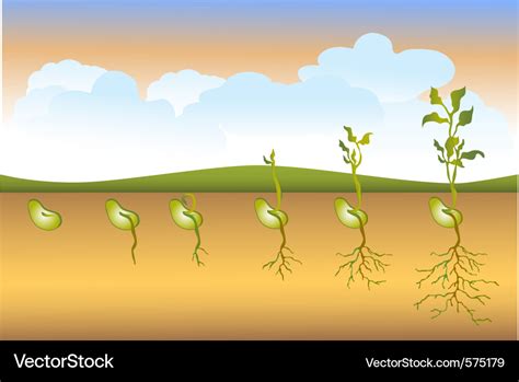 Seed stages of growth Royalty Free Vector Image