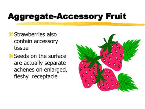 PPT - FRUITS AND SEEDS PowerPoint Presentation, free download - ID:3145700