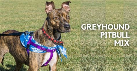 Greybull Pit: Greyhound Pitbull Mix Breed Guide | Puplore