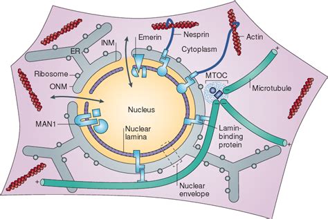 Nuclear Lamina | Semantic Scholar