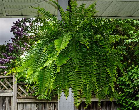 15 Best Balcony Plants