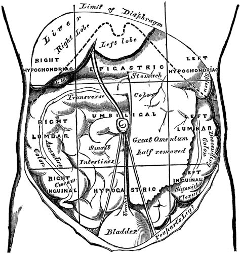 Regions of the Abdomen and their Contents | ClipArt ETC