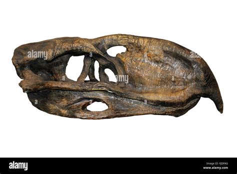 Terror Bird Skull Phorusrhacos longissimus South America Tertiary about 45-25 million years ago ...