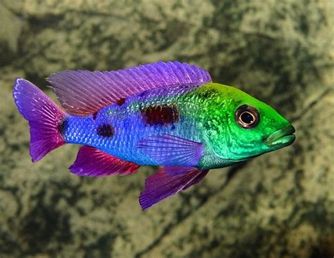 Ram Cichlid... used to have one of these colourful creatures. | Beautiful fish