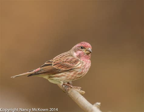 Male Purple Finch | Welcome to NancyBirdPhotography.com