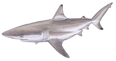 Spinner shark - Carcharhinus brevipinna — Shark Research Institute