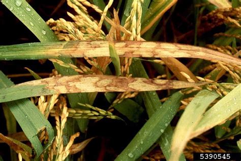 Rhizoctonia damping-off, blight and rot (Rhizoctonia solani ) on rice (Oryza sativa ) - 5390545