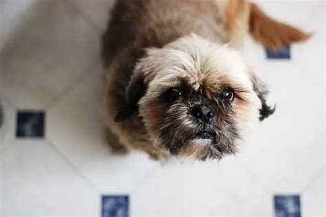 12 Usual Shih Tzu Behavior Problems And Remedies - Pet Norms