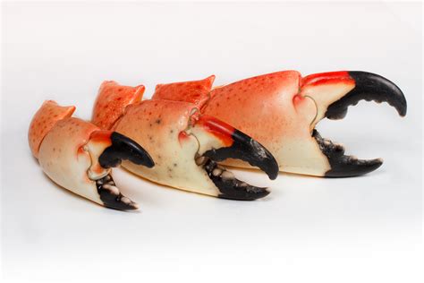 Stone Crab Claw Season Starting Soon, Florida Seafood Family Readies as Second Largest Purveyor ...