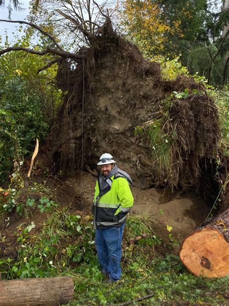 Snohomish County PUD on Twitter: "We've seen some massive fallen trees ...