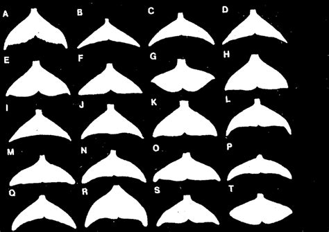 Planforms of flukes from representative cetacean species: A, humpback... | Download Scientific ...