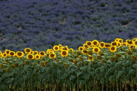 Furano: Flower fusion – Nature on the Edge