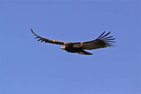 California Condors to Be Reintroduced in Redwood National Park - The National Parks Experience ...