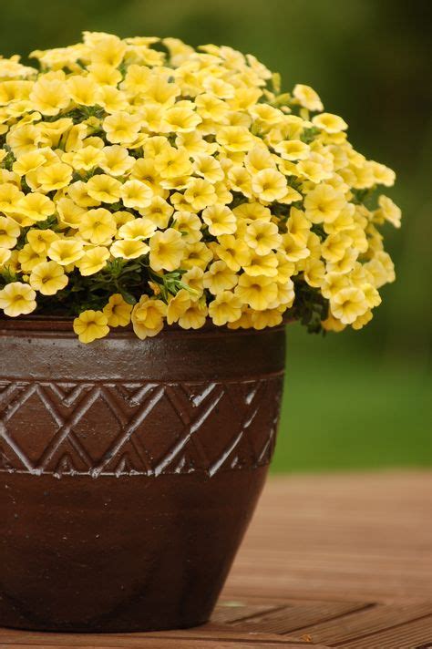 10 Million Bells Calibrachoa ideas | million bells, plants, flowers