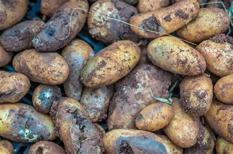 14 Common Potato Diseases and Pests To Watch Out For