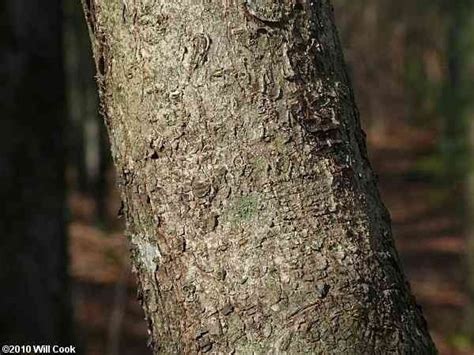 Hamamelis Virginians - witch hazel. Bark. Family hamamelidaceae. | Witch hazel, Tree, Tree trunk