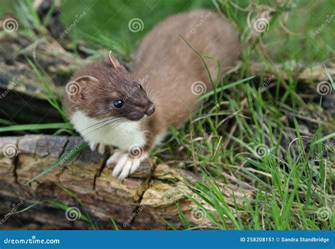 A Stoat, Mustela Erminea, Hunting Around for Food in a Pile of Logs. Stock Image - Image of ...