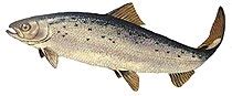 Chum salmon - Wikipedia