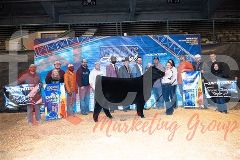 Breeding Heifers - focusmarketing