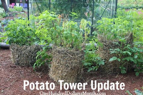 Potato Tower Update - One Hundred Dollars a Month