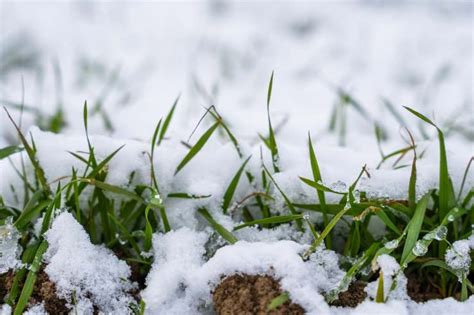 How to Care Lawn in Winter – Best Tips for Your Garden - PlantNative.org