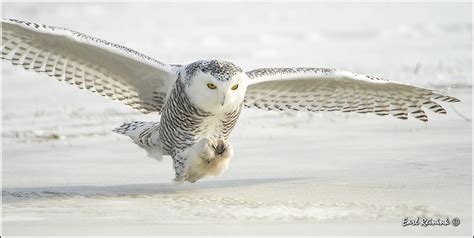 Snowy Owl (20140108-0566) | Ok, I know it's another owl, but… | Flickr