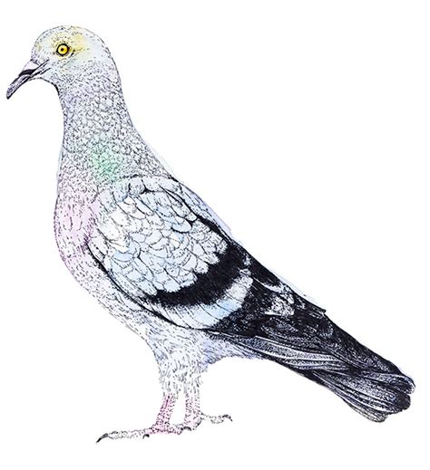 Drawing of the week: A Pigeon – Ella's Place